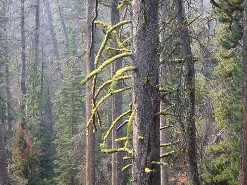 GDMBR: Beautiful Tree Moss Covering.